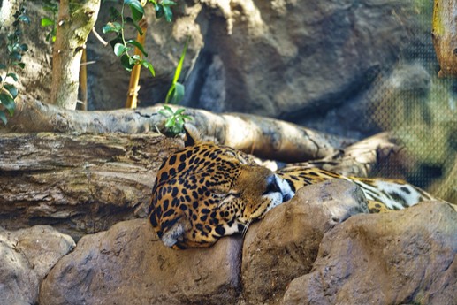 Tenerife - Loro Parque