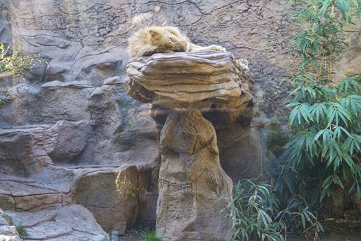 Tenerife - Loro Parque