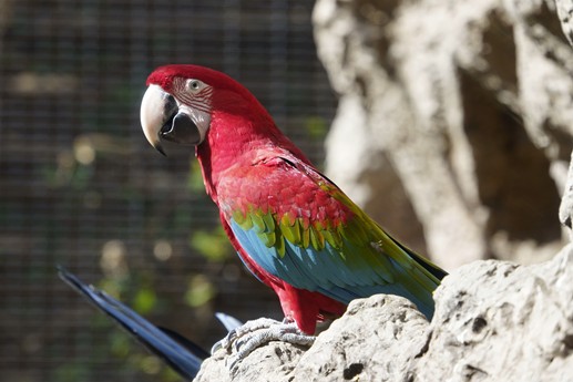 Tenerife - Loro Parque