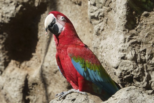 Tenerife - Loro Parque