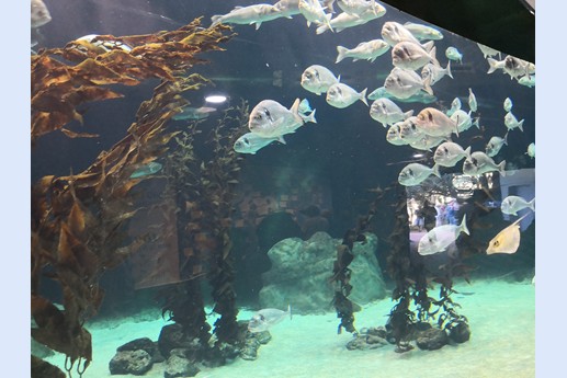 Tenerife - Loro Parque
