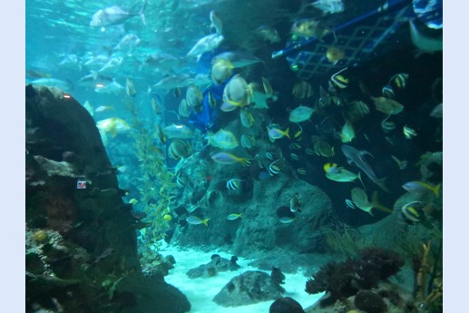 Tenerife - Loro Parque