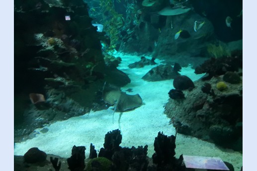 Tenerife - Loro Parque
