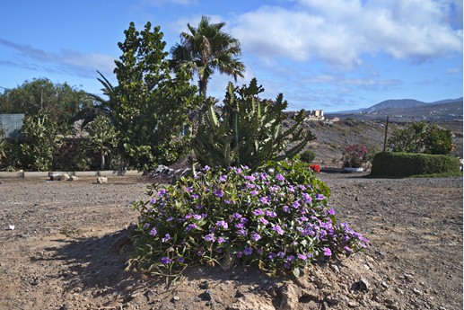 Tenerife - El Puertito