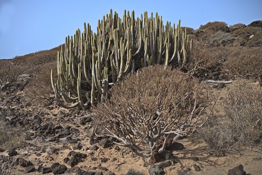 Tenerife - Punta Abona