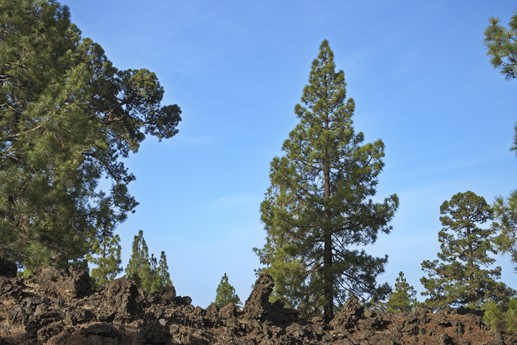 Vulcano Chinyero