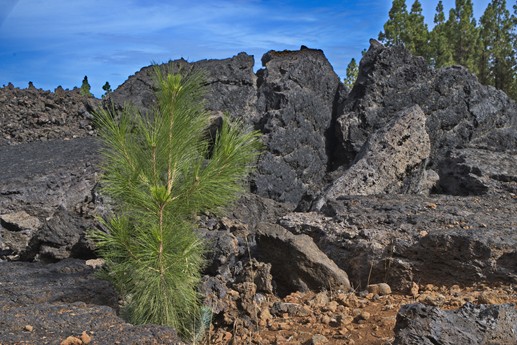 Vulcano Chinyero