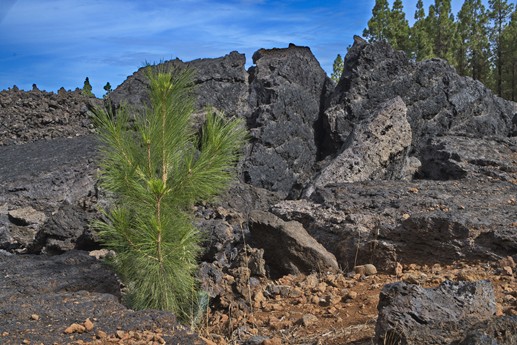 Vulcano Chinyero