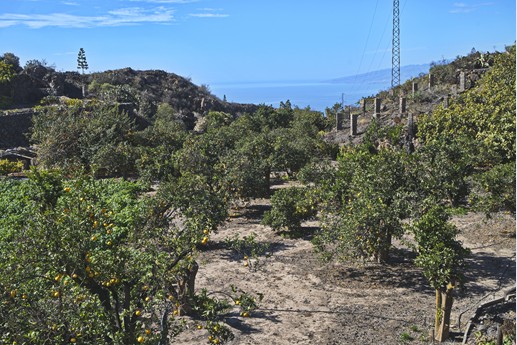 Tenerife - Chirce