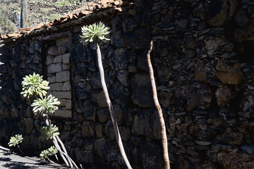 Tenerife - Chirce