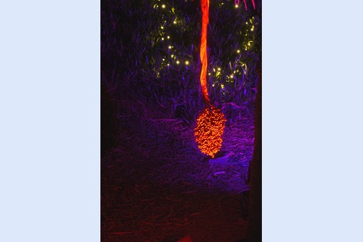 Naturaleza Encendida