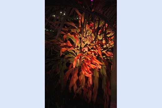 Naturaleza Encendida