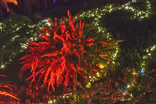 Naturaleza Encendida