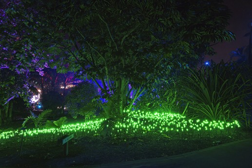 Naturaleza Encendida