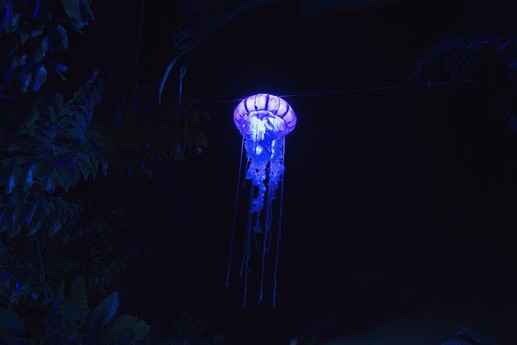 Naturaleza Encendida
