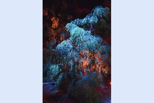 Naturaleza Encendida