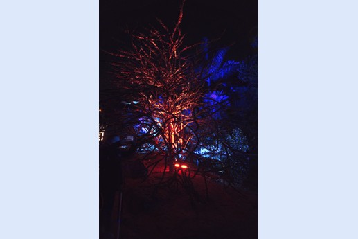 Naturaleza Encendida