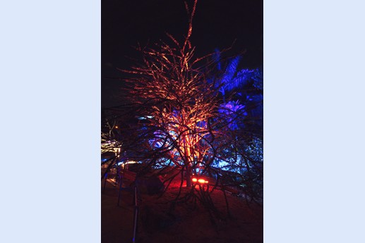 Naturaleza Encendida