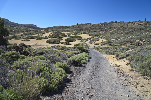 Teide