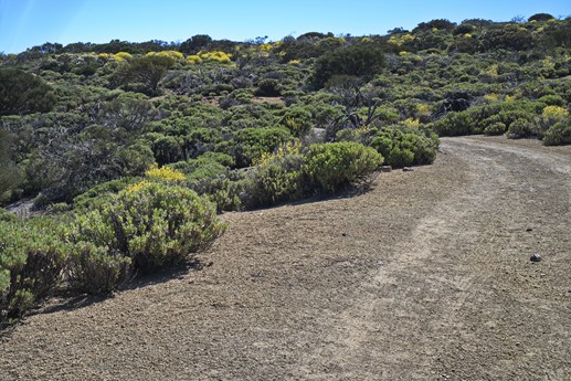 Teide