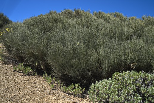 Teide