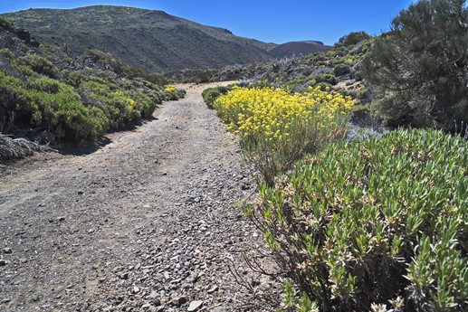 Teide