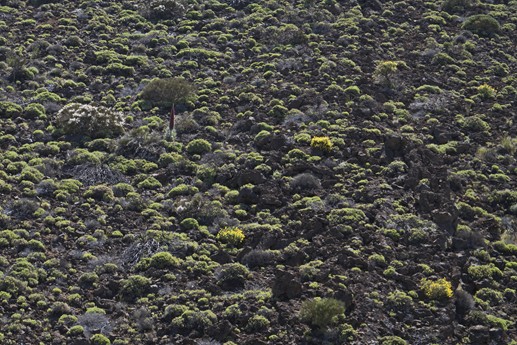 Teide