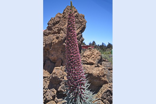 Teide