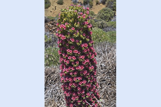 Teide
