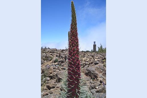 Teide