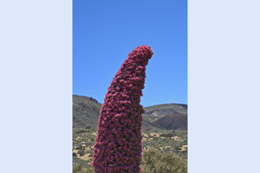 Teide