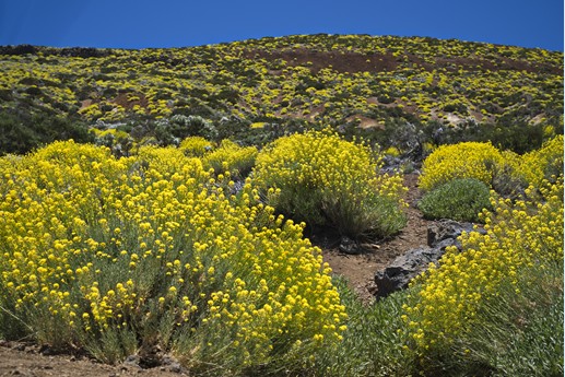 Teide