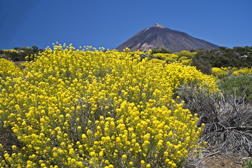 Teide