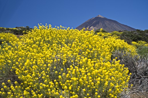 Teide
