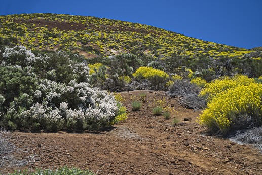 Teide