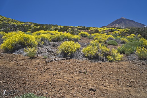Teide