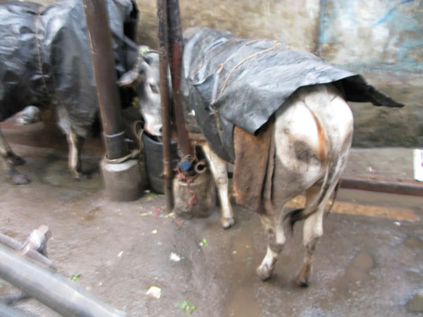 India - Calcutta